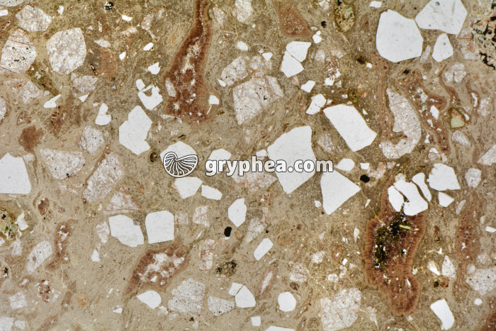 Rhyolite LPNA x3,5 - gryphea.com